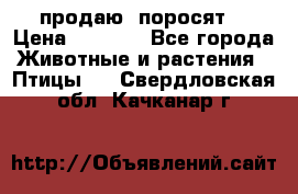 продаю  поросят  › Цена ­ 1 000 - Все города Животные и растения » Птицы   . Свердловская обл.,Качканар г.